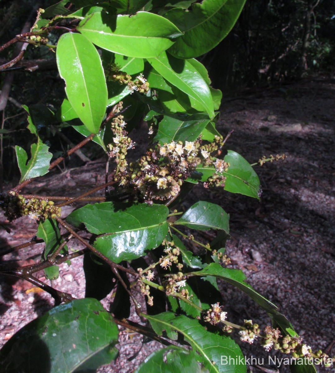 Glenniea unijuga (Thwaites) Radlk.